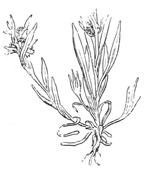 Filago neglecta — search result for 'Filago'