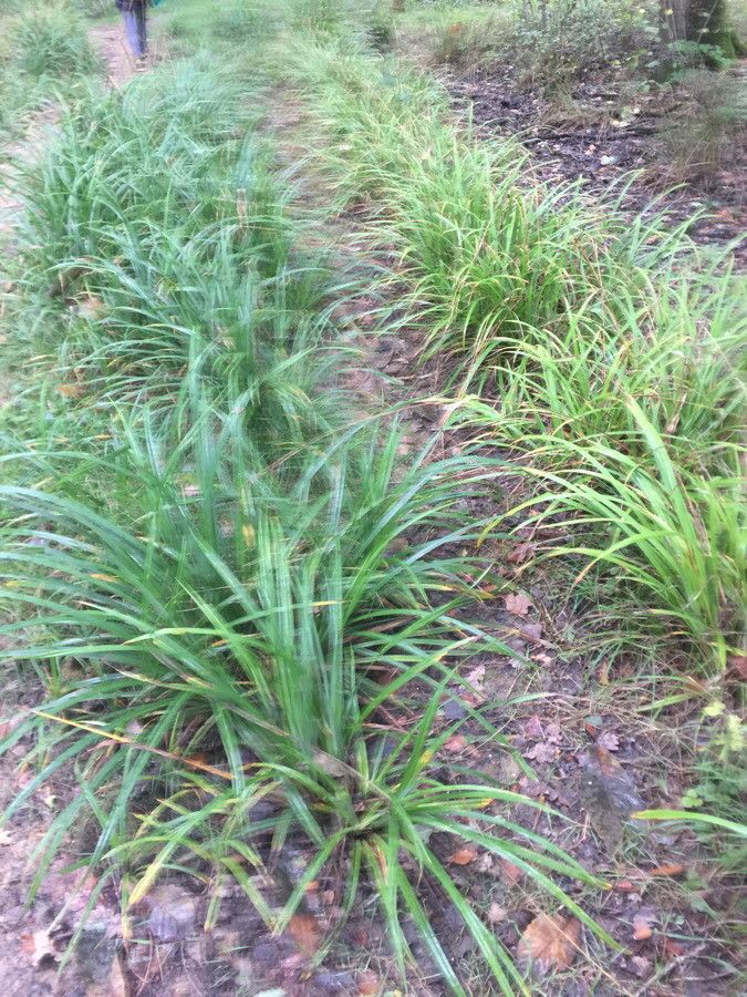 Carex scabrata habit