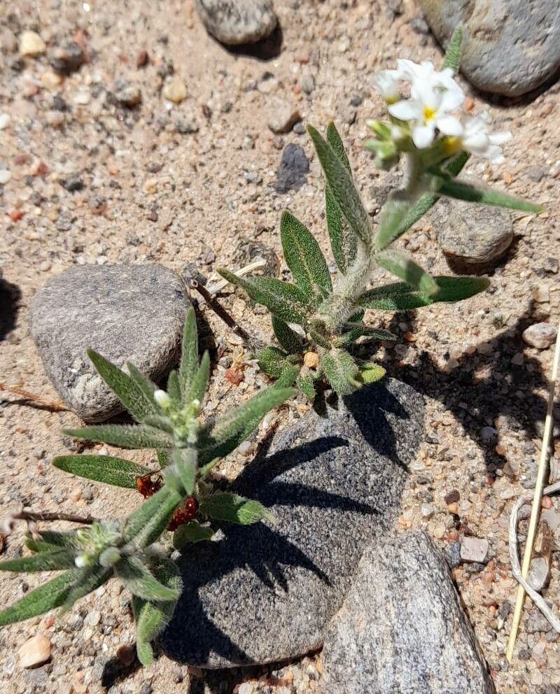 Euploca mendocina habit