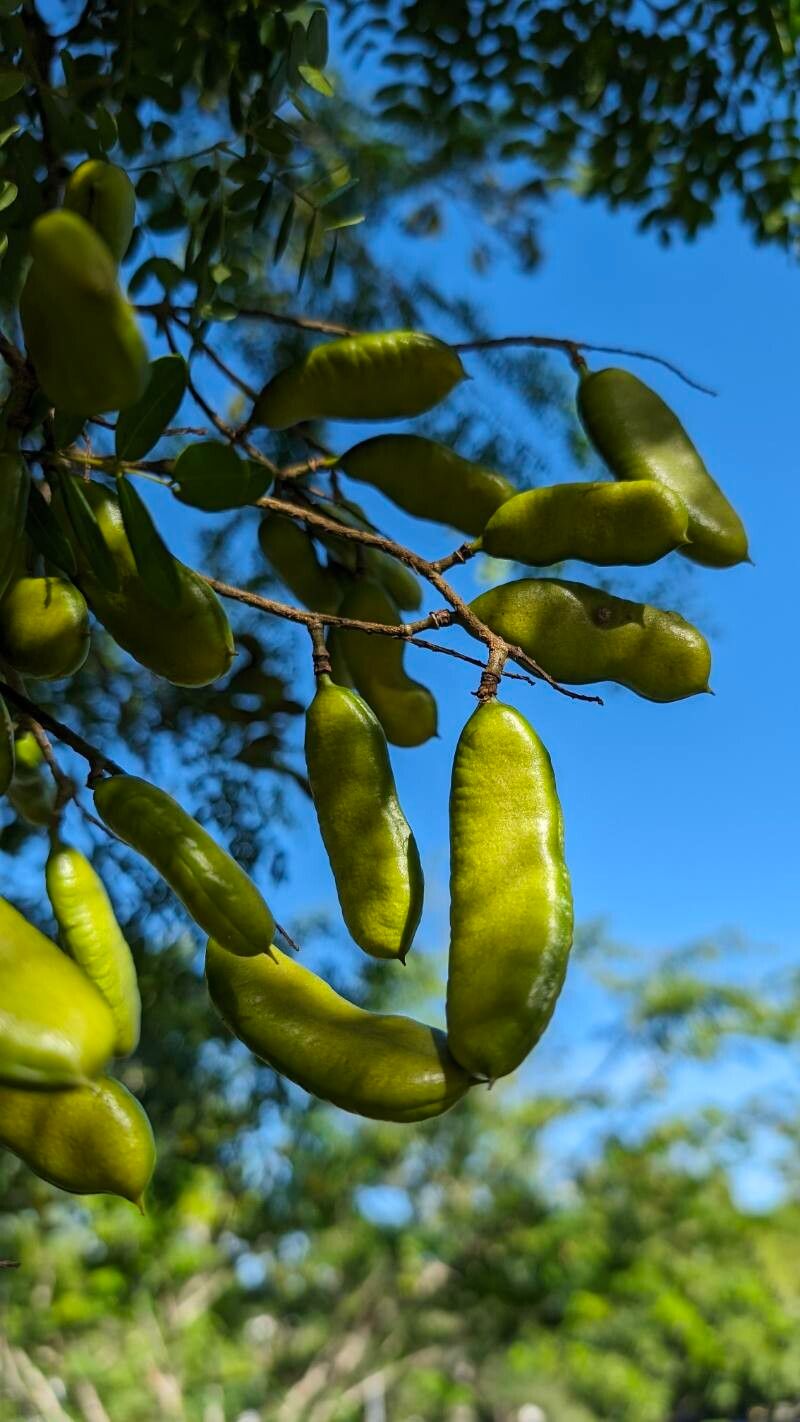 Libidibia punctata fruit