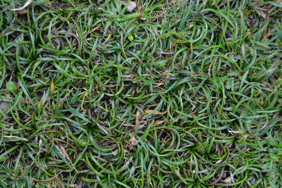 Isoetes histrix habit