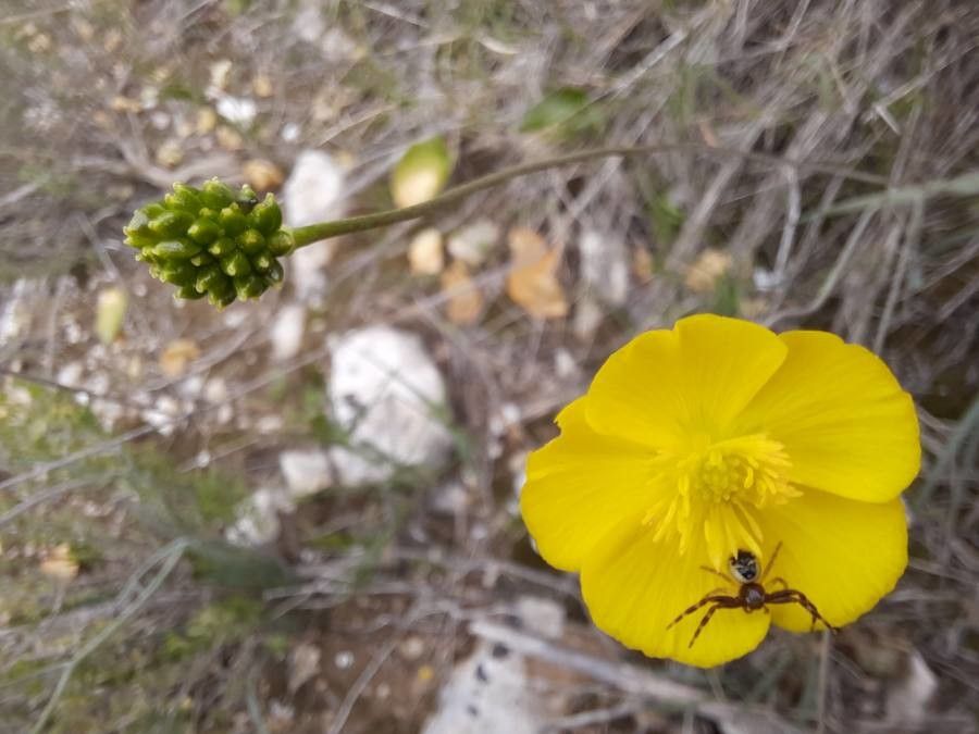 Ranunculus gramineus fruit