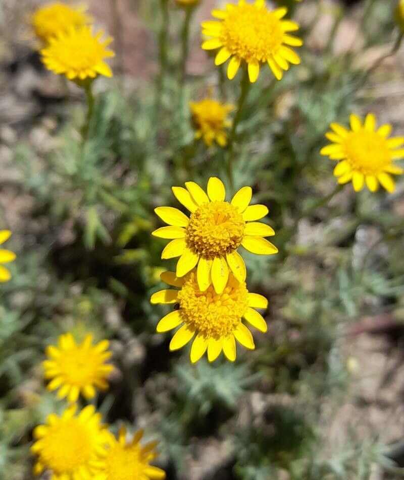 Thymophylla pentachaeta flower