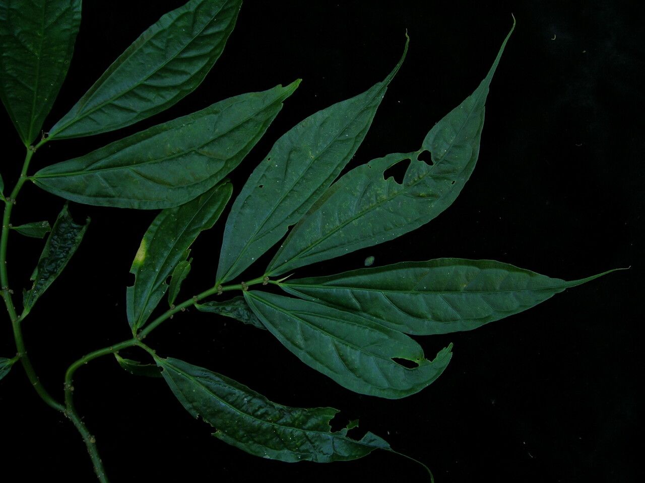 Elatostema integrifolium — houseplant care guide