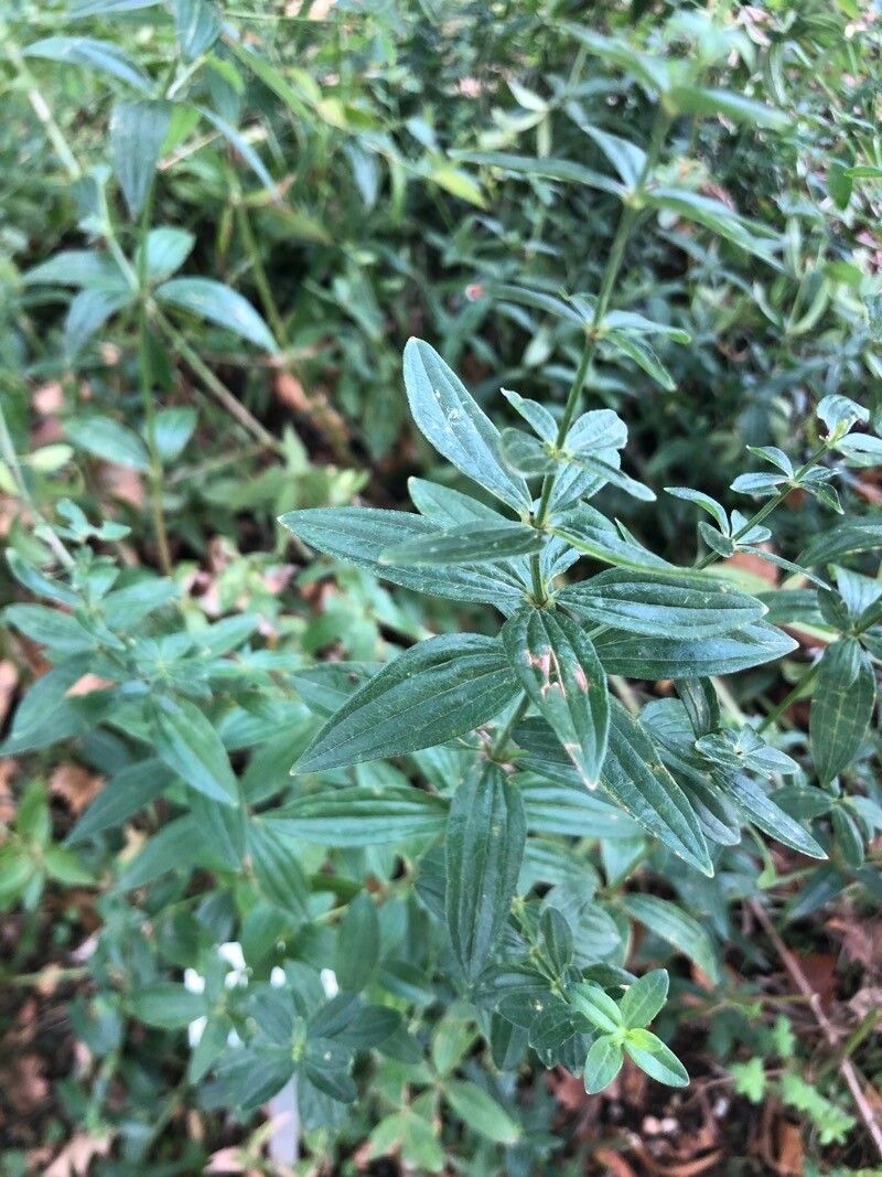 Asperula prostrata — search result for 'Asperula'