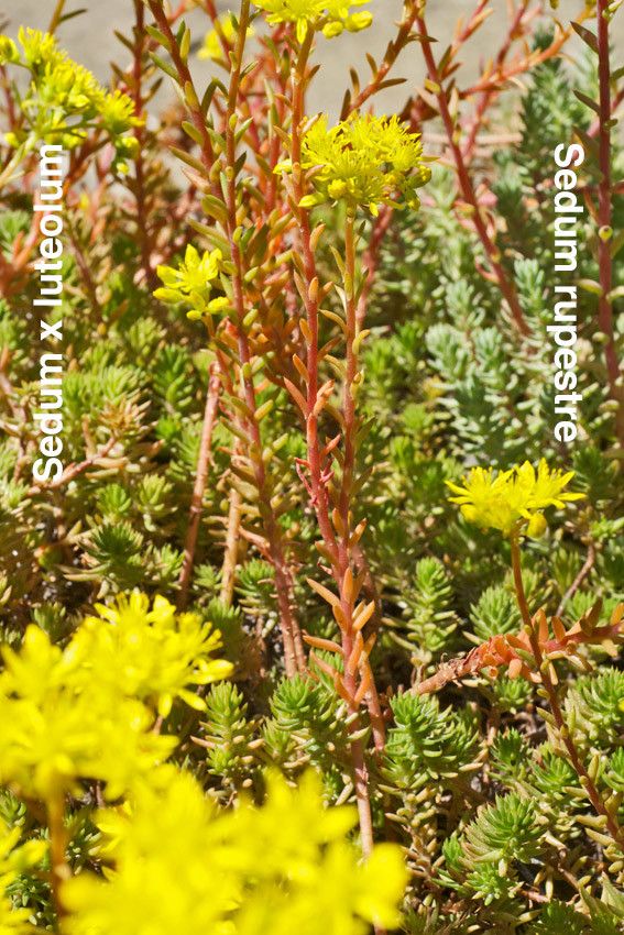 Petrosedum × luteolum flower