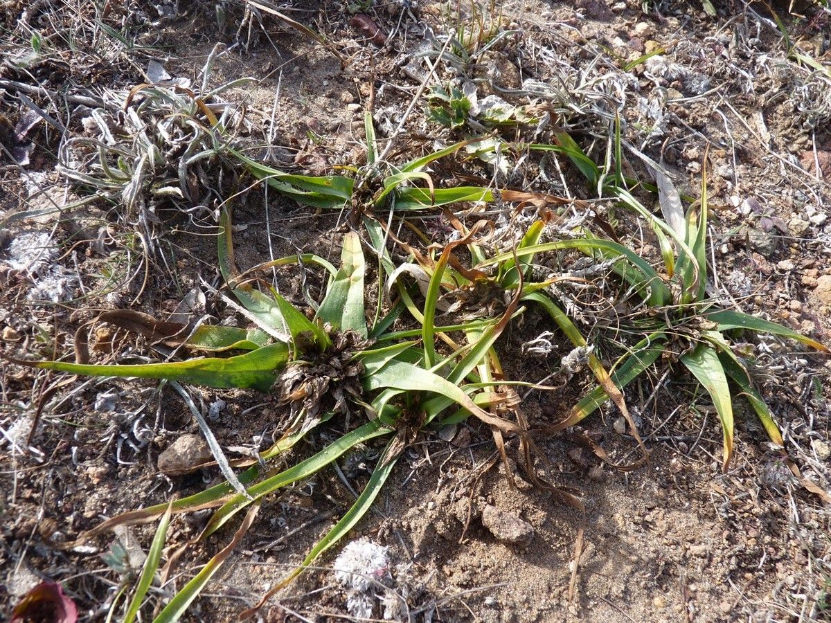 Androcymbium europaeum habit