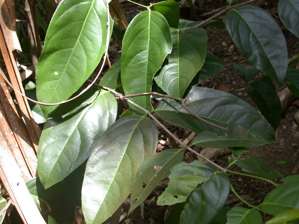 Hippocratea volubilis