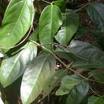 Hippocratea volubilis