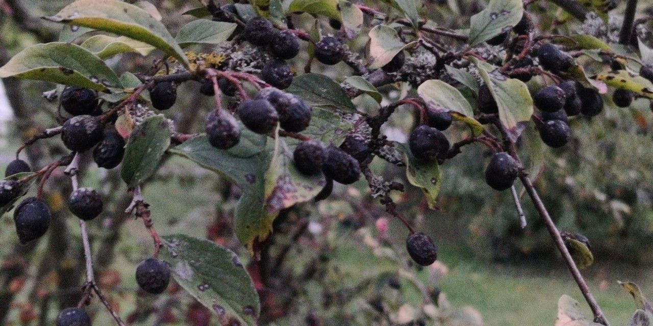 Cotoneaster acutifolius fruit