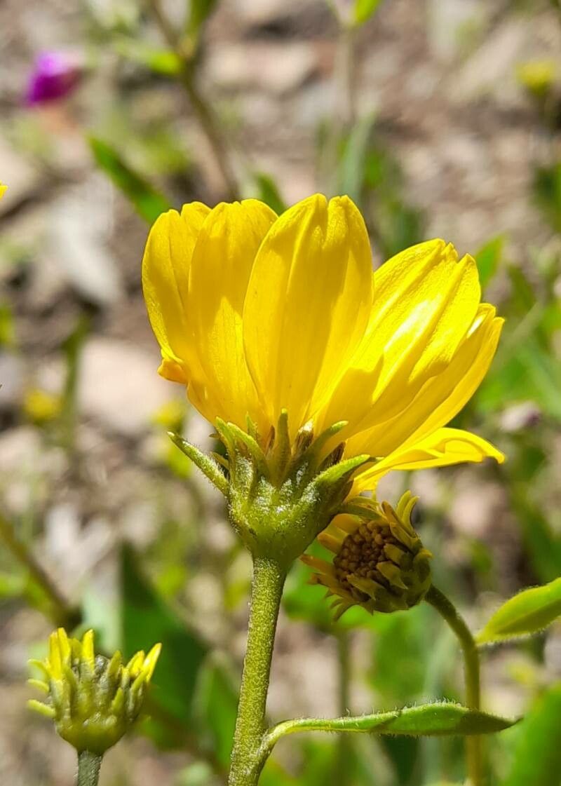 Flourensia fiebrigii flower