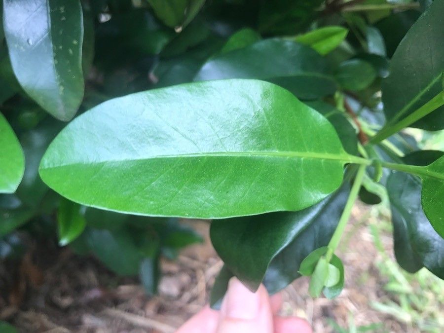 Atractocarpus platyxylon — search result for 'Atractocarpus'