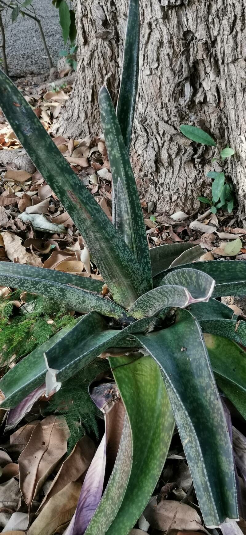 Gasteria croucheri habit