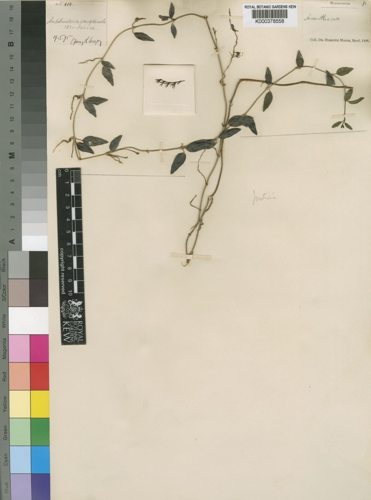 Justicia tanalensis — houseplant care guide