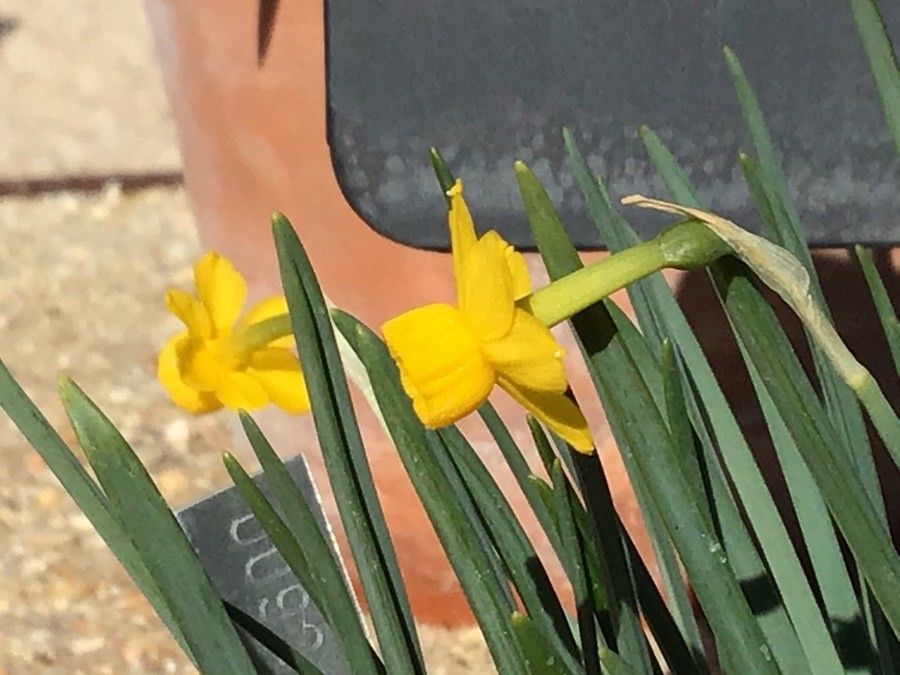Narcissus calcicola flower
