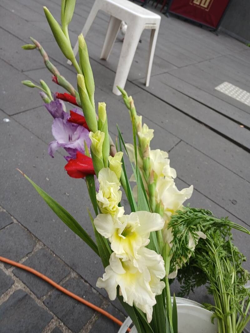 Gladiolus × hybridus habit