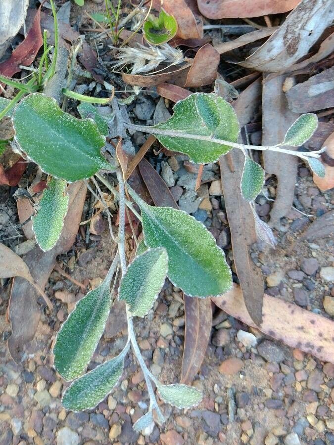 Goodenia hederacea — houseplant care guide