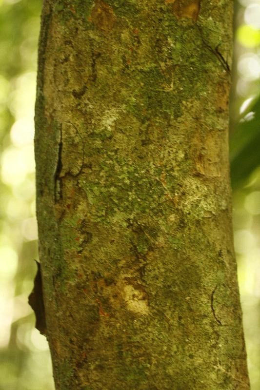 Talisia praealta bark