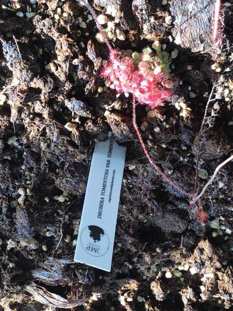 Drosera montana — search result for 'Drosera'