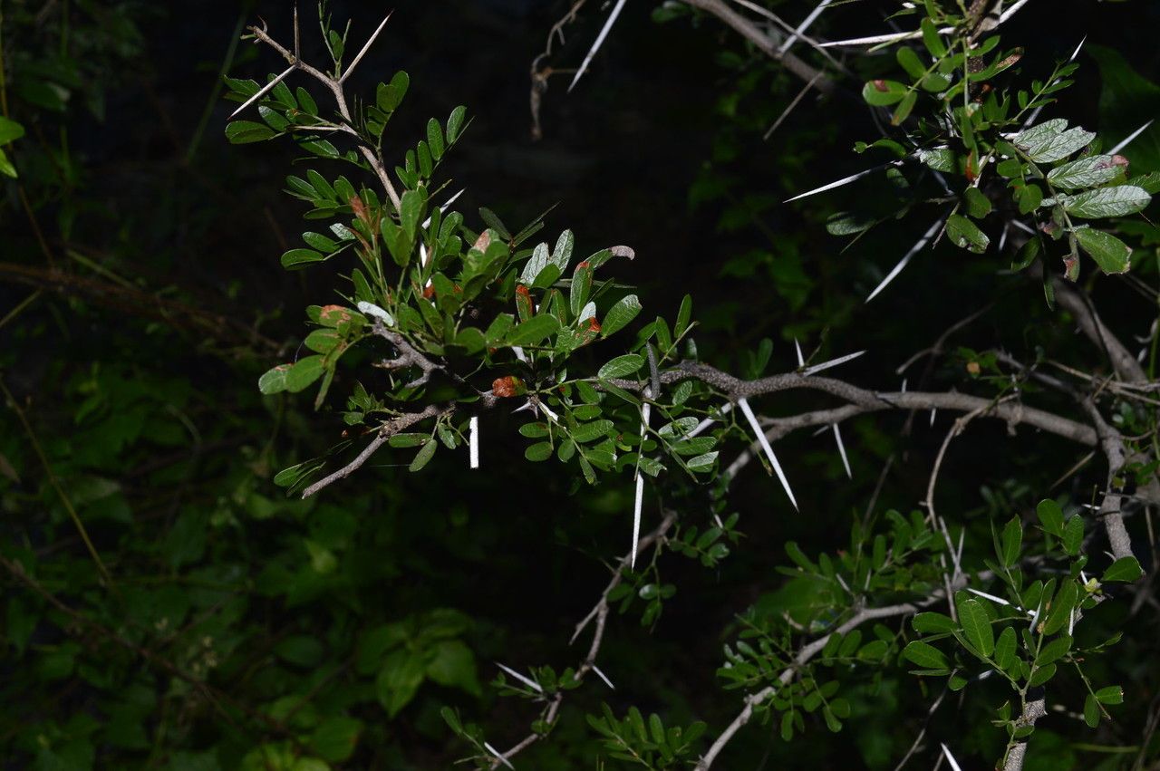 Acacia rigidula habit