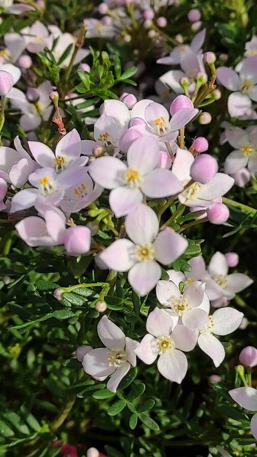 Boronia fraseri flower
