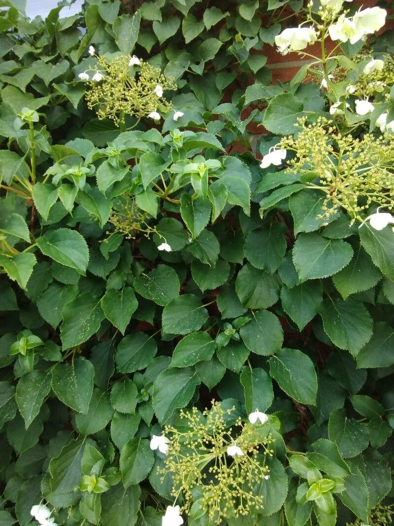 Hydrangea hydrangeoides — search result for 'Hydrangea'