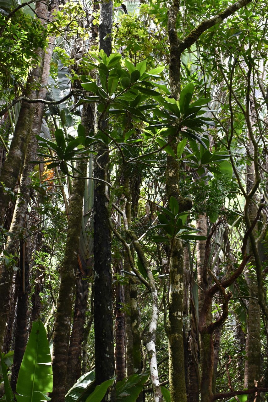 Sideroxylon grandiflorum habit
