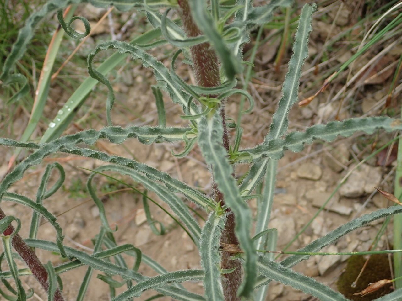 Campanula speciosa leaf