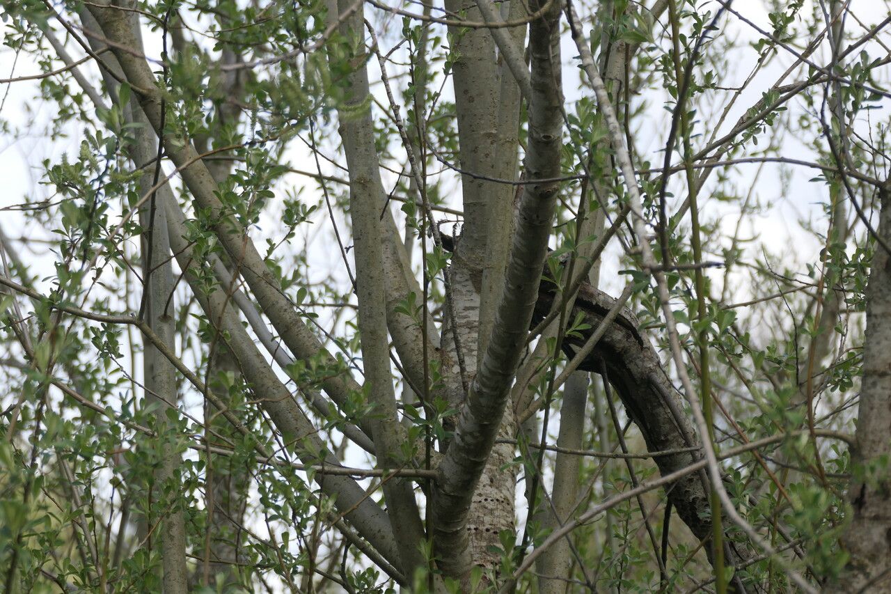 Salix sitchensis bark