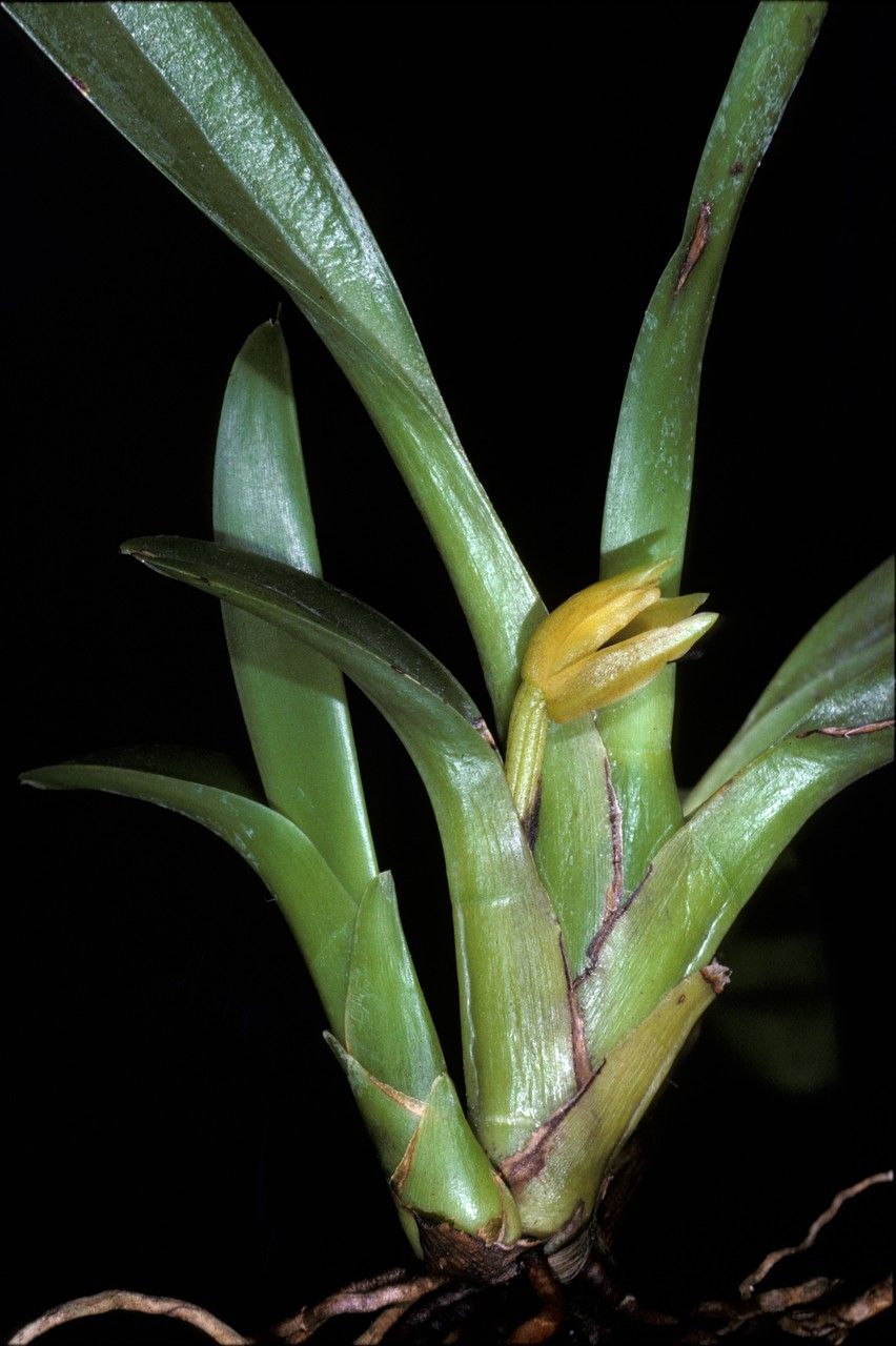 Maxillaria superflua flower