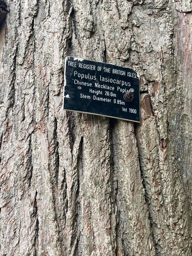 Populus lasiocarpa habit