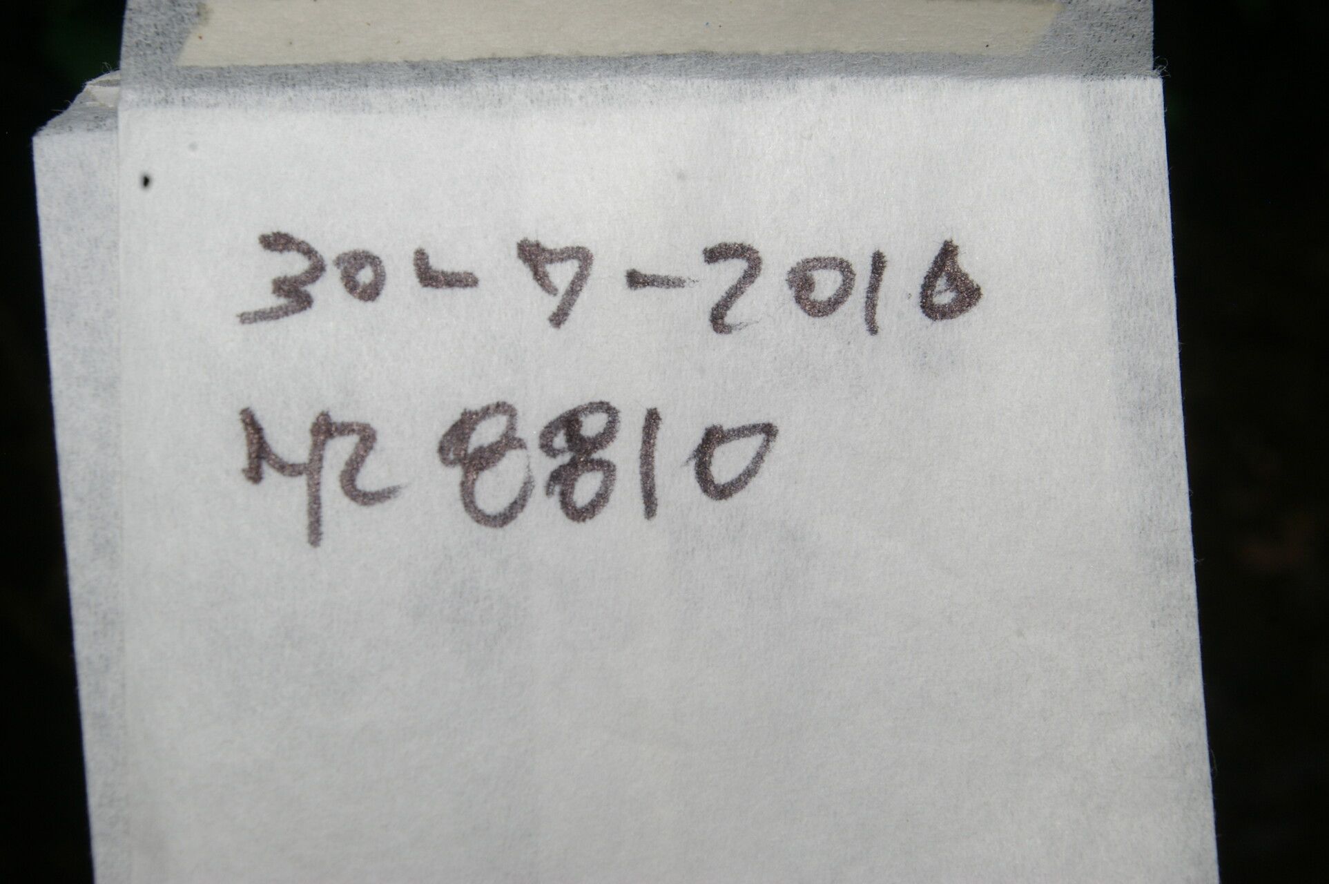 Chiococca semipilosa other