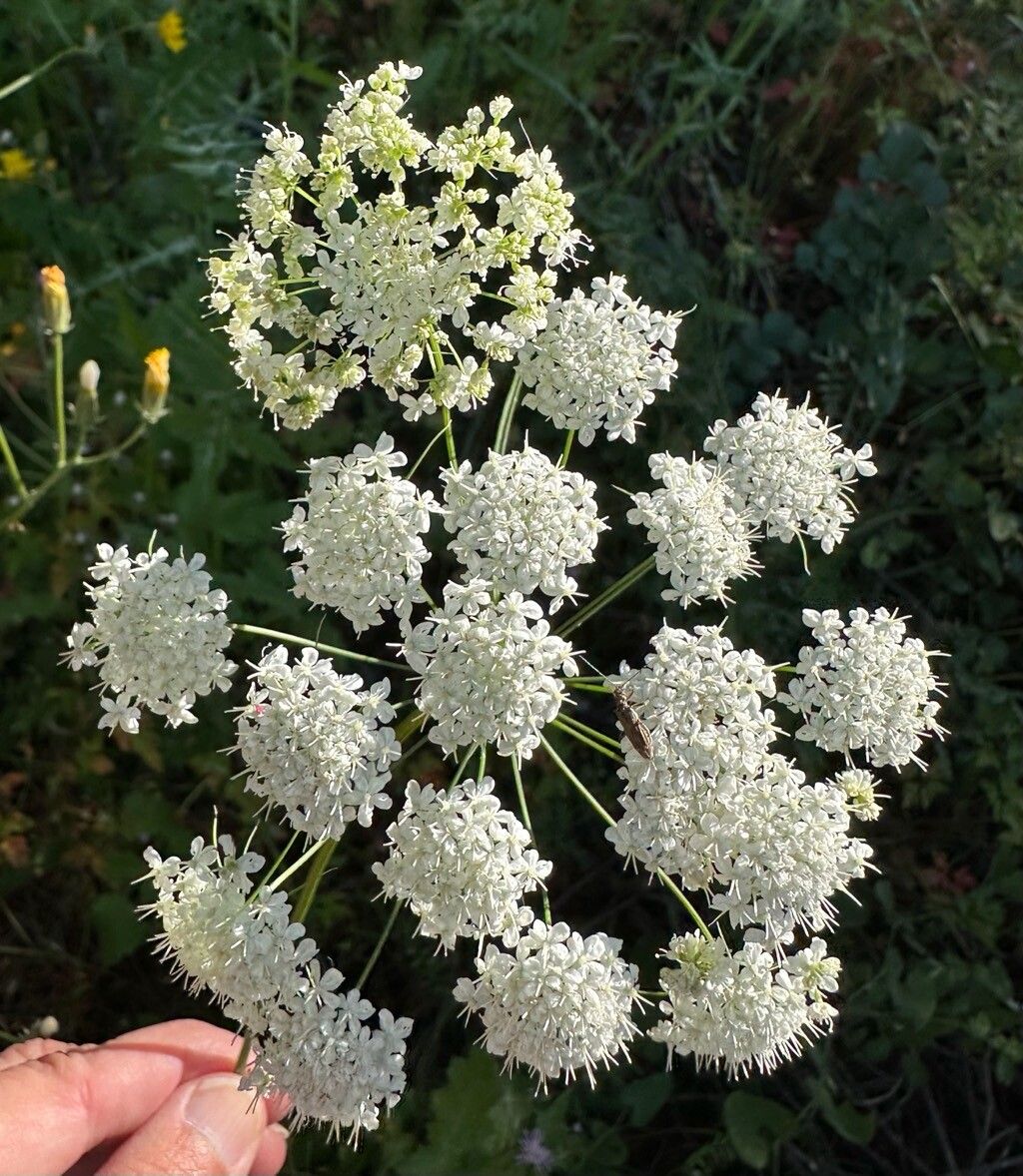 Conopodium marianum flower