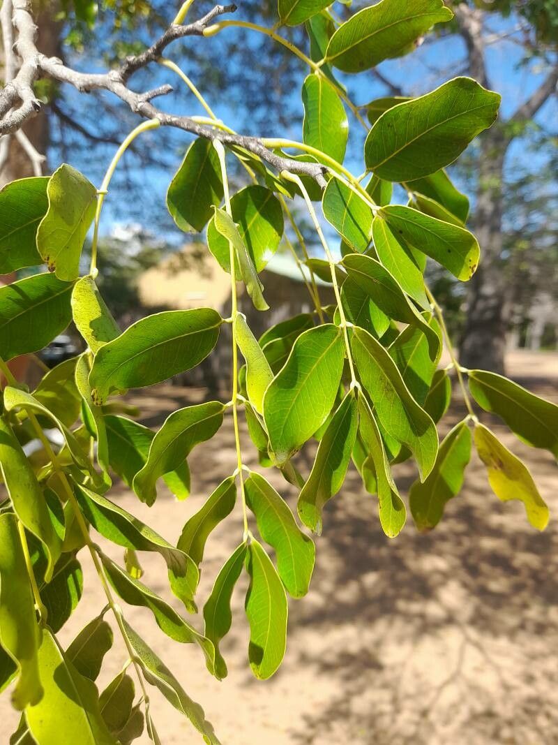 Afzelia quanzensis leaf