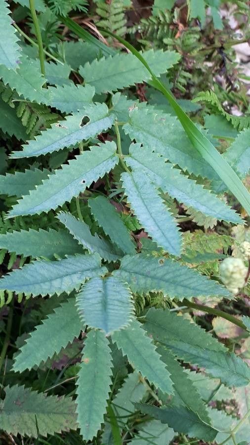 Sanguisorba dodecandra