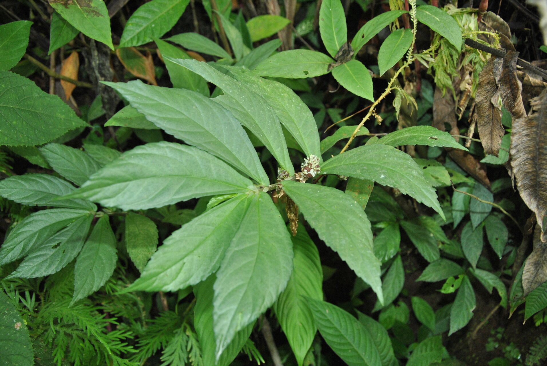 Elatostema platyphyllum — houseplant care guide