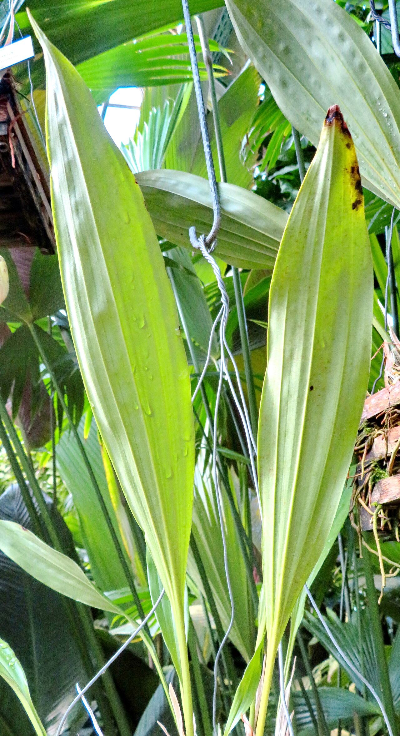 Stanhopea radiosa — search result for 'Stanhopea'