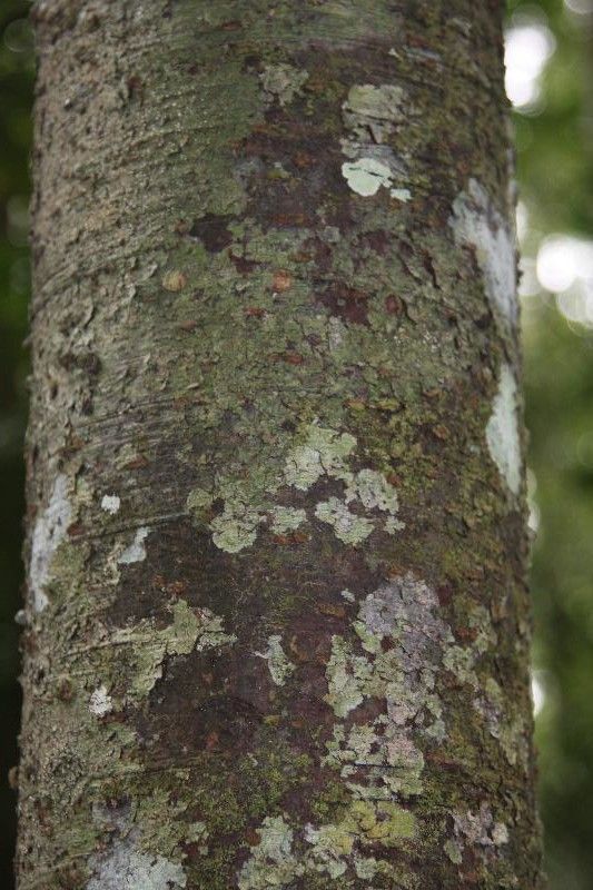 Ocotea amazonica — search result for 'Ocotea'