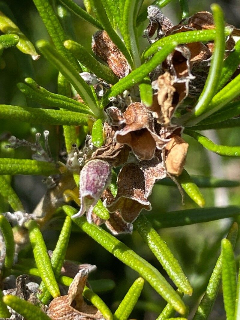 Salvia jordanii fruit