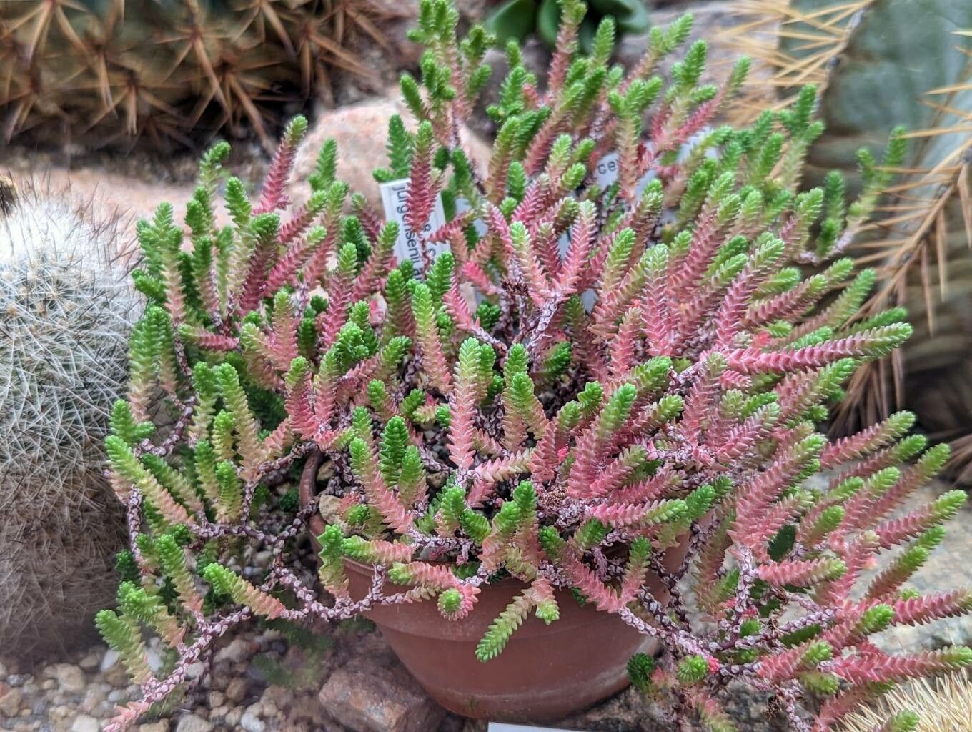 Sedum jurgensenii habit