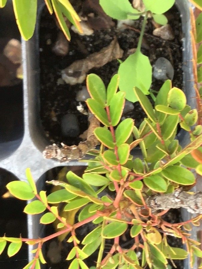 Caesalpinia spinosa leaf