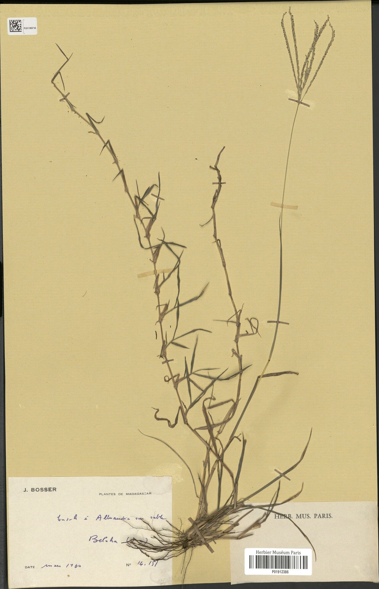 Digitaria psammophila — houseplant care guide