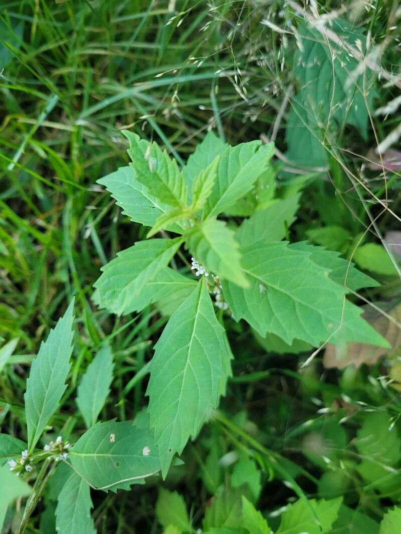 Lycopus uniflorus — search result for 'Lycopus'