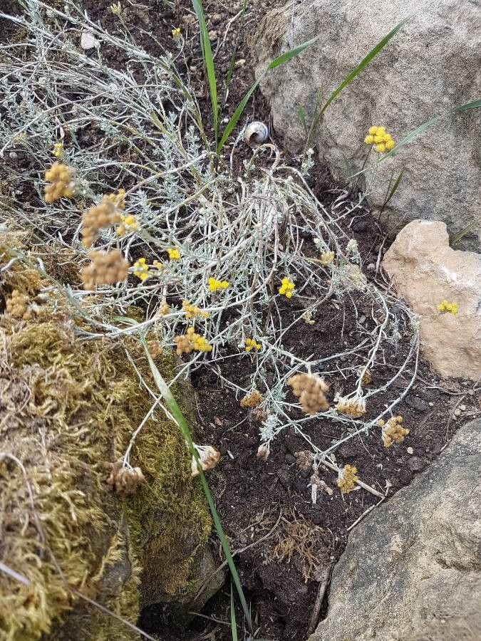 Helichrysum ambiguum flower