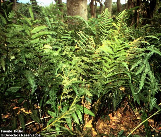 Pteris plumieri — search result for 'Pteris'