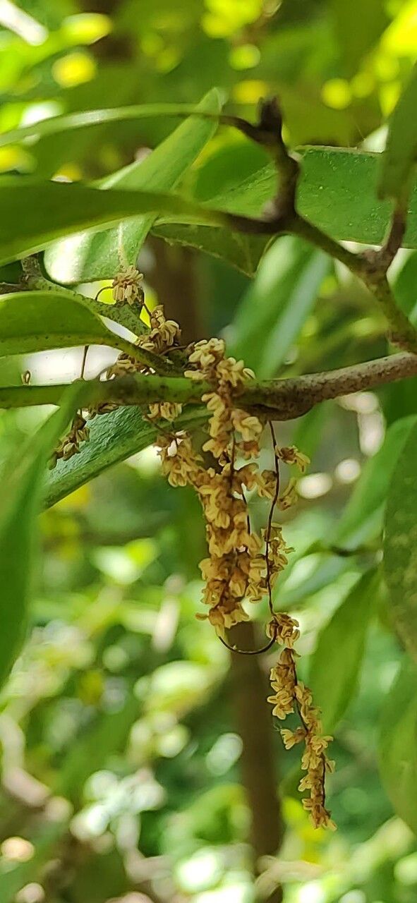 Sycopsis sinensis flower