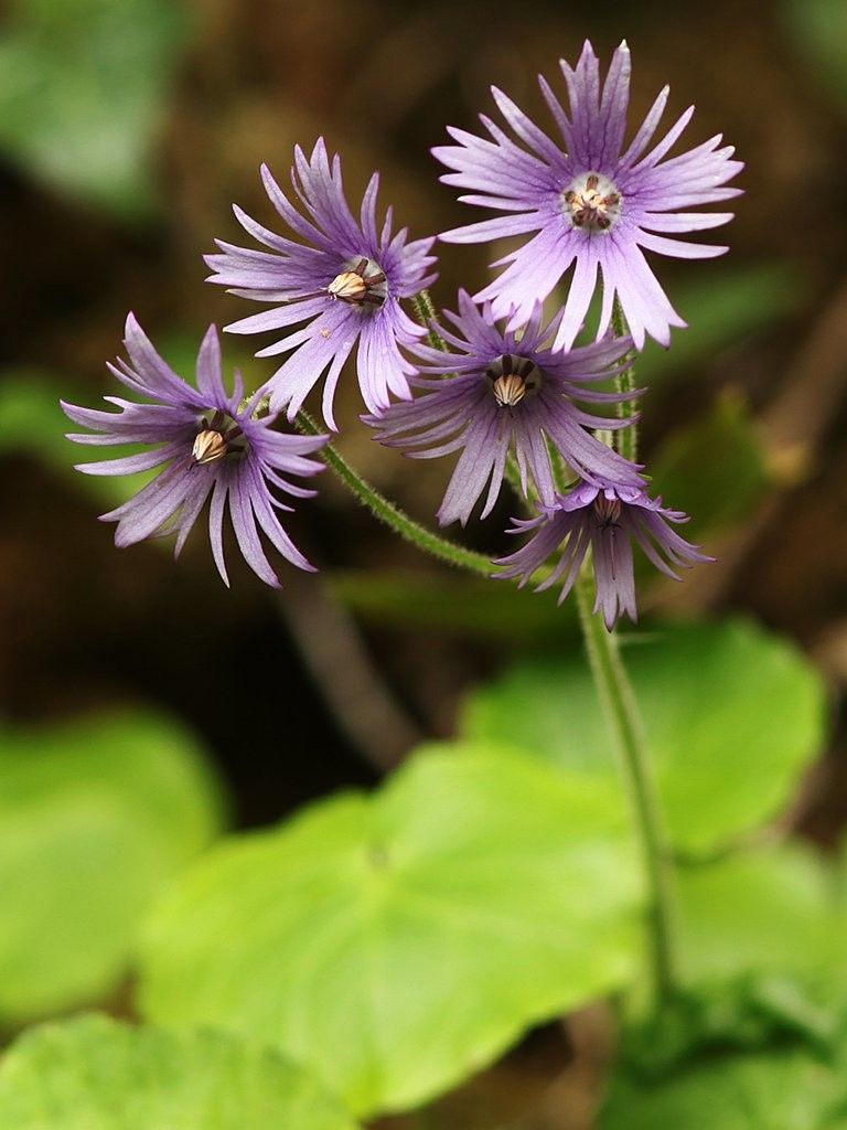 Soldanella villosa flower