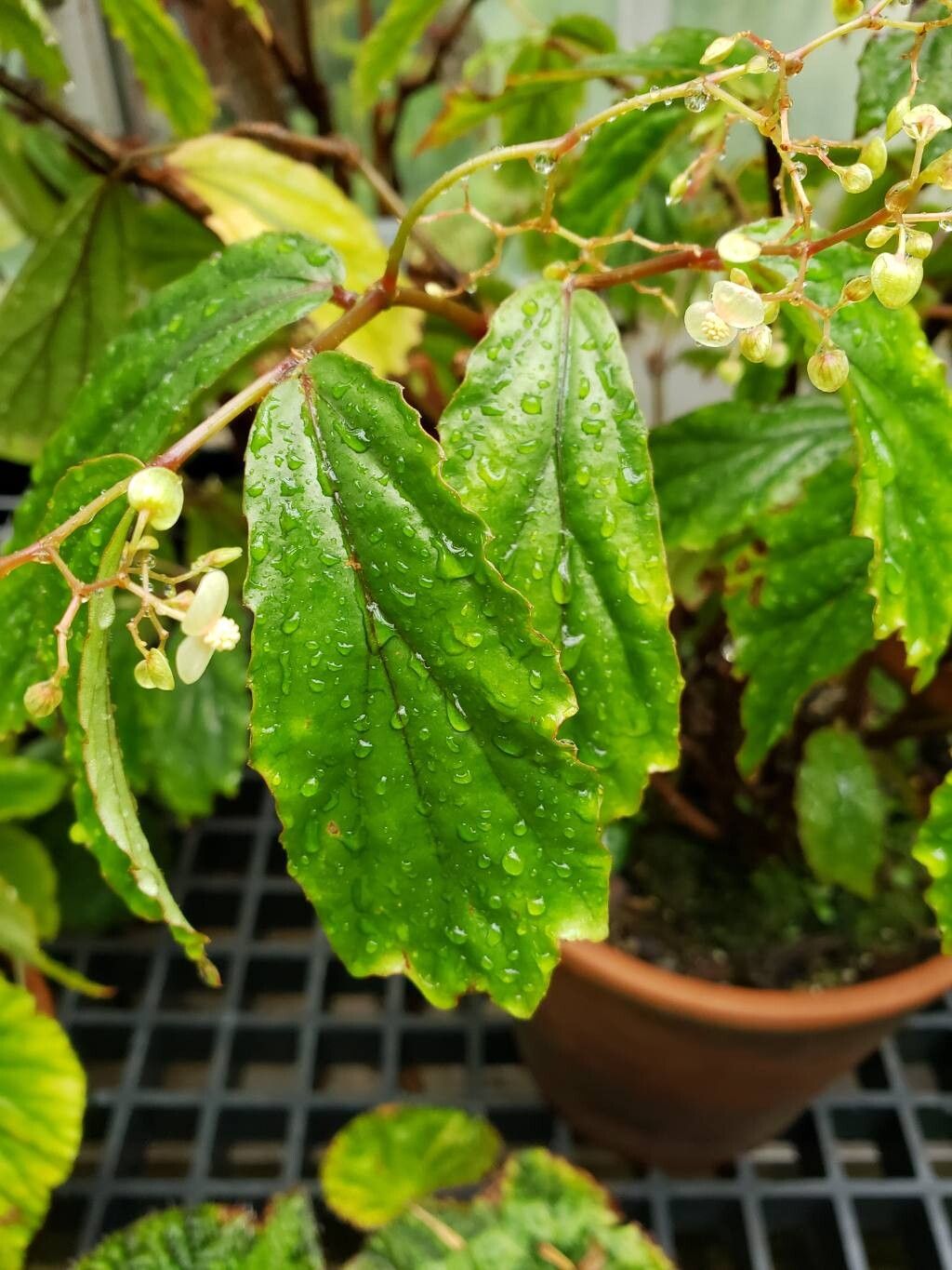 Begonia mabberleyana leaf