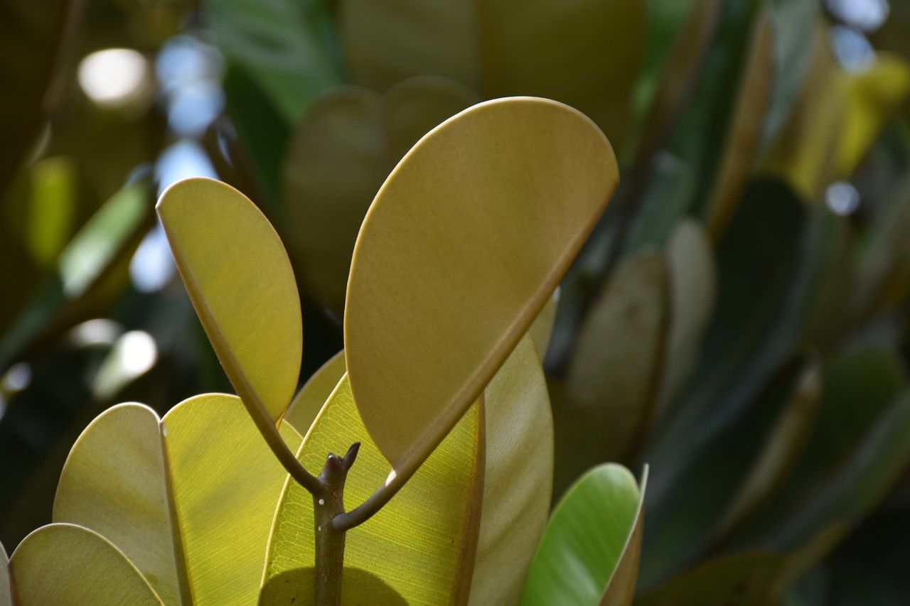 Labourdonnaisia glauca — related species from the same genus