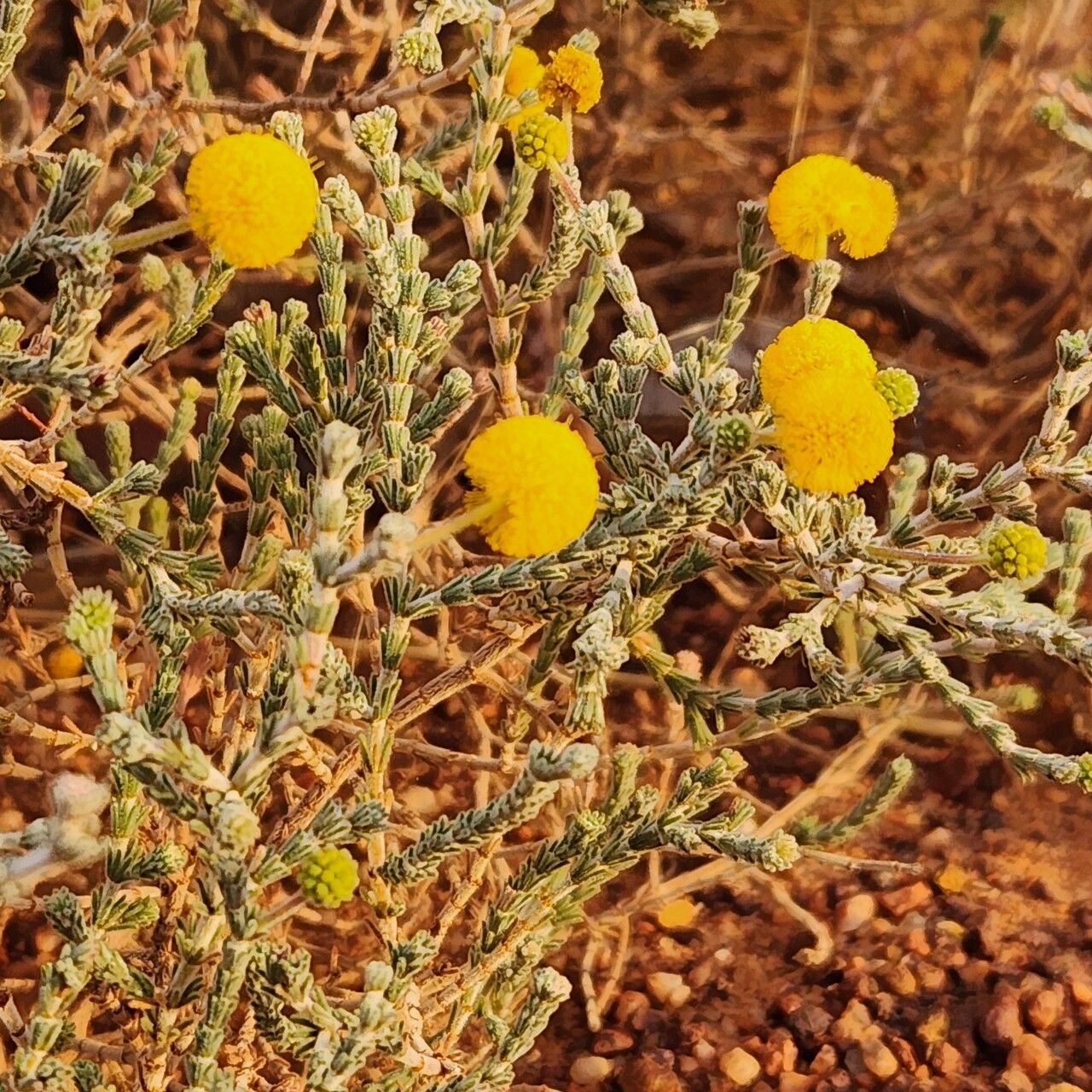 Acacia adoxa flower